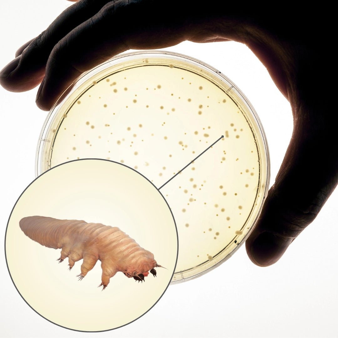 Demodex-mider: Den skjulte synder bag Rosacea, Perioral Dermatitis og Akne? - NIMO SKIN